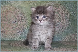 Male Siberian Kitten from Deedlebug Siberian